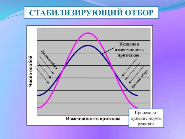 СТАБИЛИЗИРУЮЩИЙ ОТБОР Происходит сужение нормы реакции. Исходная изменчивость признаков. Давление отбора Давление отбора