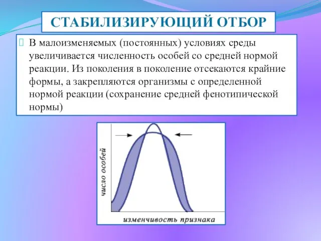 В малоизменяемых (постоянных) условиях среды увеличивается численность особей со средней нормой