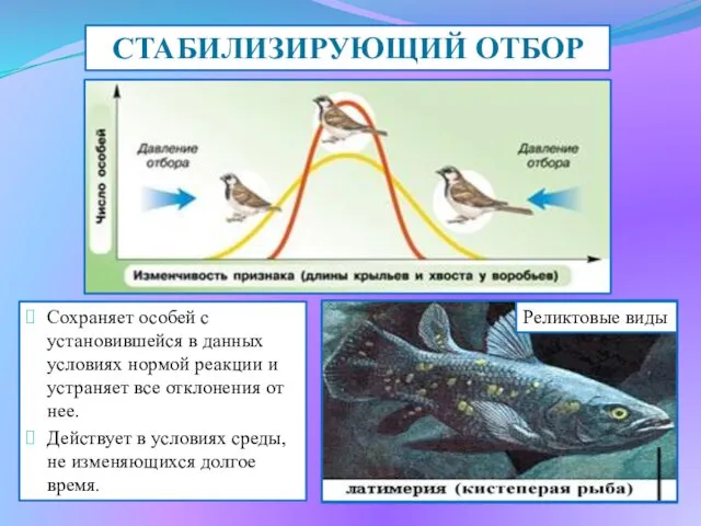 Гаттерия СТАБИЛИЗИРУЮЩИЙ ОТБОР Сохраняет особей с установившейся в данных условиях нормой