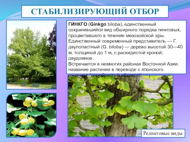 ГИ́НКГО (Ginkgo biloba), единственный сохранившийся вид обширного порядка гинкговых, процветавшего в