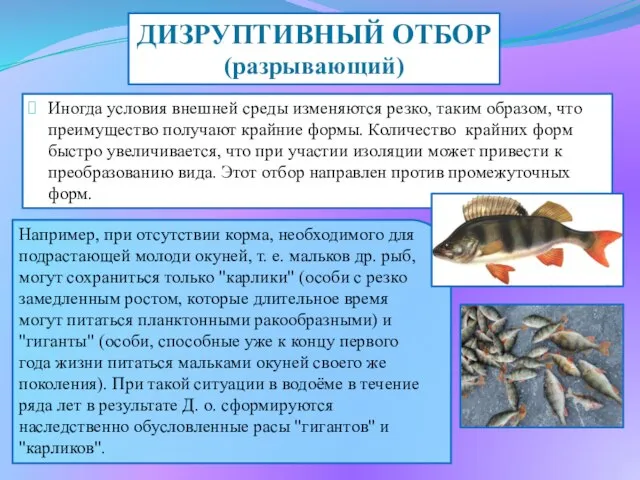 Например, при отсутствии корма, необходимого для подрастающей молоди окуней, т. е.