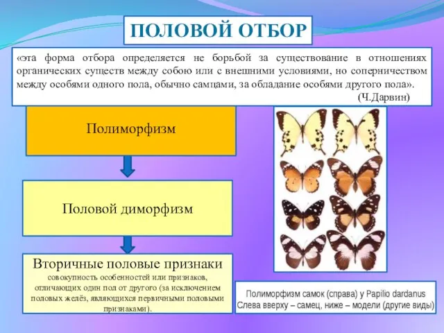 форма естественного отбора у некоторых видов животных, основанная на соперничестве одного