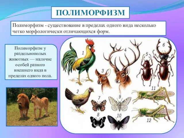 ПОЛИМОРФИЗМ Полиморфизм - существование в пределах одного вида несколько четко морфологически