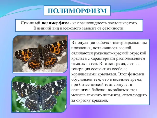 ПОЛИМОРФИЗМ Сезонный полиморфизм - как разновидность экологического. Внешний вид насекомого зависит