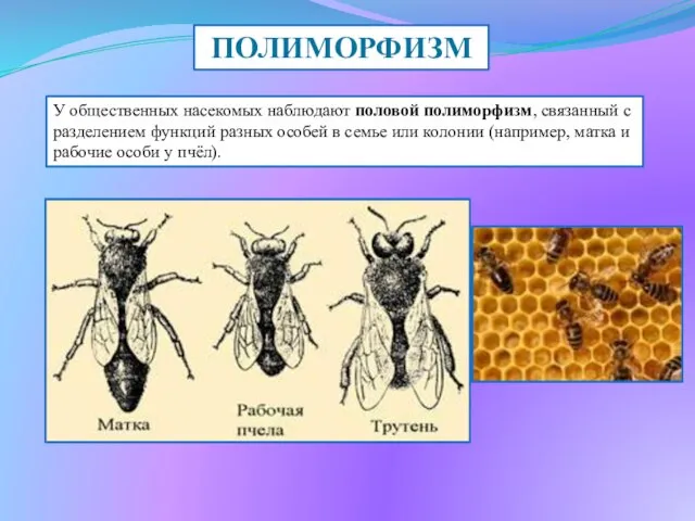 ПОЛИМОРФИЗМ У общественных насекомых наблюдают половой полиморфизм, связанный с разделением функций