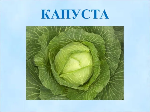 КАПУСТА