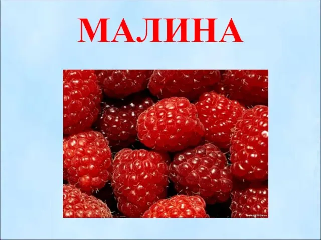 МАЛИНА