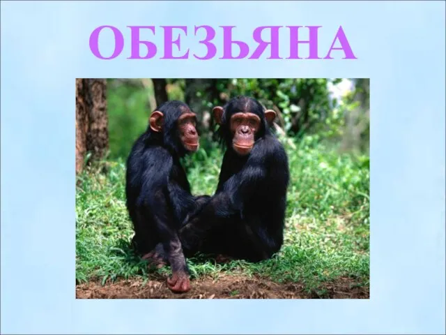 ОБЕЗЬЯНА