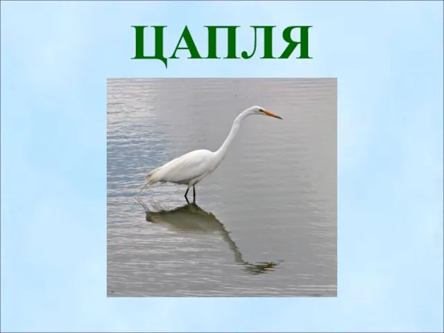 ЦАПЛЯ