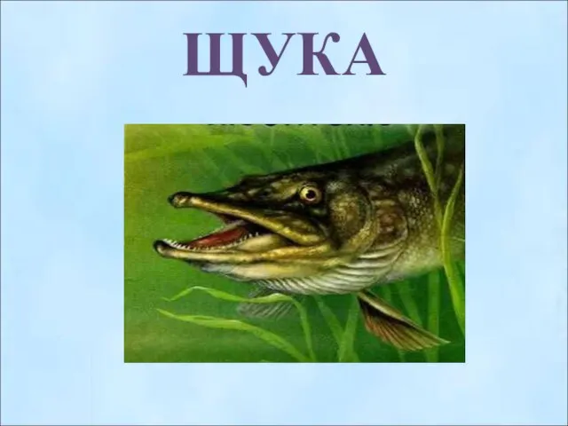 ЩУКА