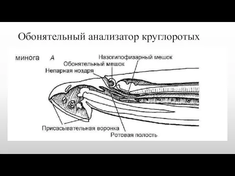 Обонятельный анализатор круглоротых