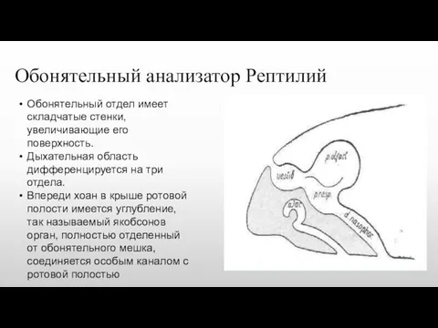 Обонятельный анализатор Рептилий Обонятельный отдел имеет складчатые стенки, увеличивающие его поверхность.