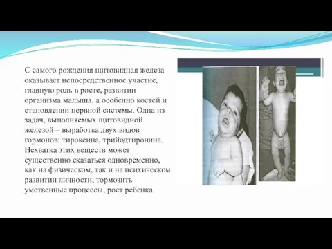 С самого рождения щитовидная железа оказывает непосредственное участие, главную роль в