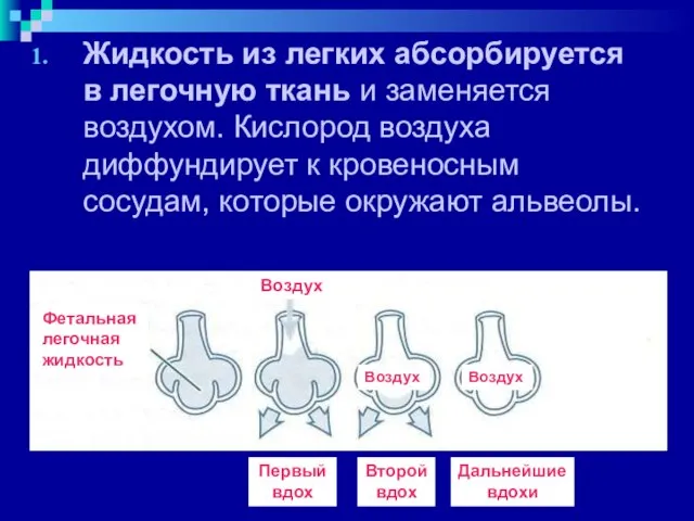 Жидкость из легких абсорбируется в легочную ткань и заменяется воздухом. Кислород