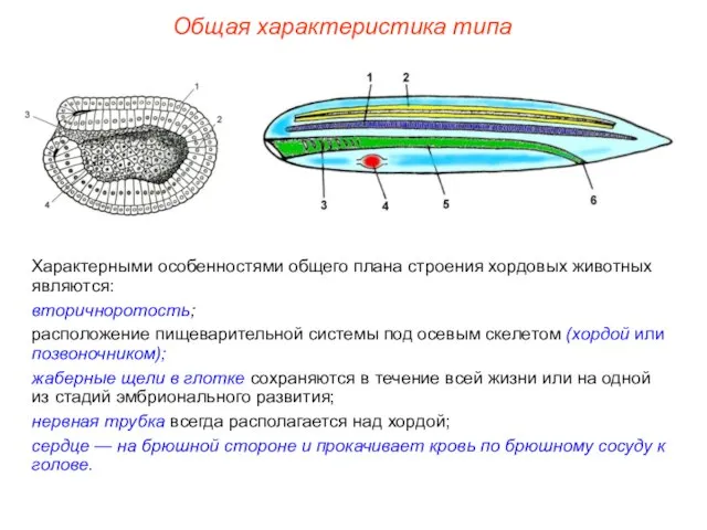 Общая характеристика типа Характерными особенностями общего плана строения хордовых животных являются: