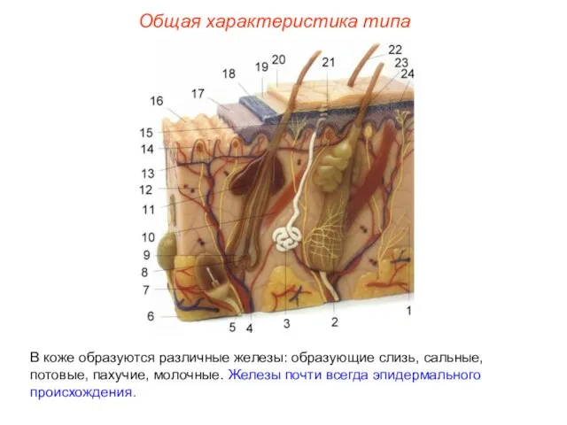 Общая характеристика типа В коже образуются различные железы: образующие слизь, сальные,