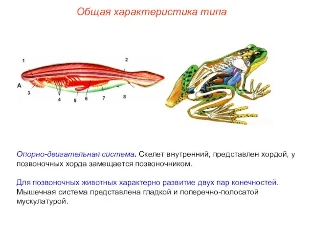 Общая характеристика типа Опорно-двигательная система. Скелет внутренний, представлен хордой, у позвоночных