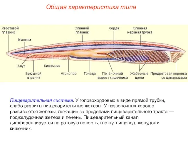 Общая характеристика типа Пищеварительная система. У головохордовых в виде прямой трубки,