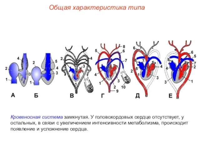 Общая характеристика типа Кровеносная система замкнутая. У головохордовых сердце отсутствует, у