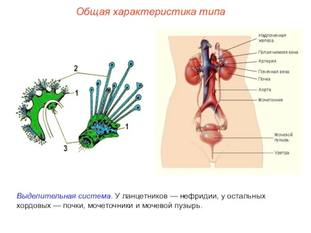 Общая характеристика типа Выделительная система. У ланцетников — нефридии, у остальных