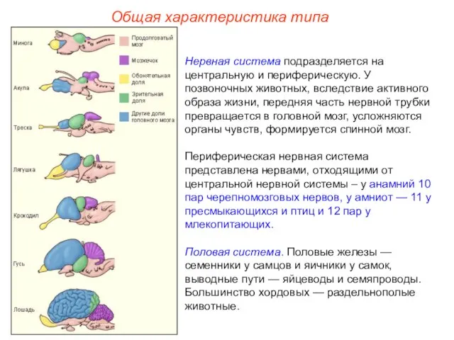 Общая характеристика типа Нервная система подразделяется на центральную и периферическую. У