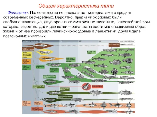 Общая характеристика типа Филогения. Палеонтология не располагает материалами о предках современных