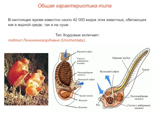 Общая характеристика типа В настоящее время известно около 42 000 видов