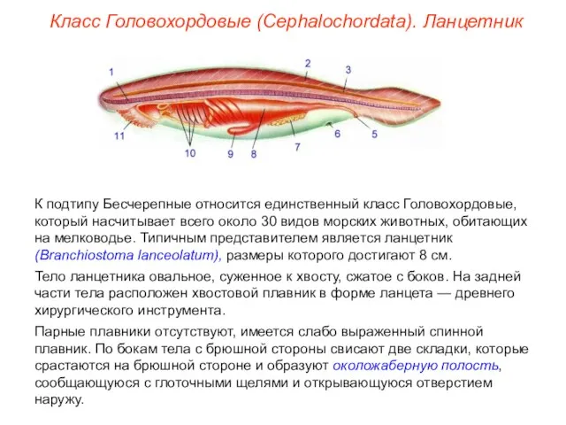 Класс Головохордовые (Cephalochordata). Ланцетник К подтипу Бесчерепные относится единственный класс Головохордовые,