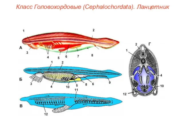 Класс Головохордовые (Cephalochordata). Ланцетник