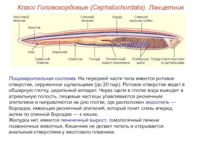 Класс Головохордовые (Cephalochordata). Ланцетник Пищеварительная система. На передней части тела имеется