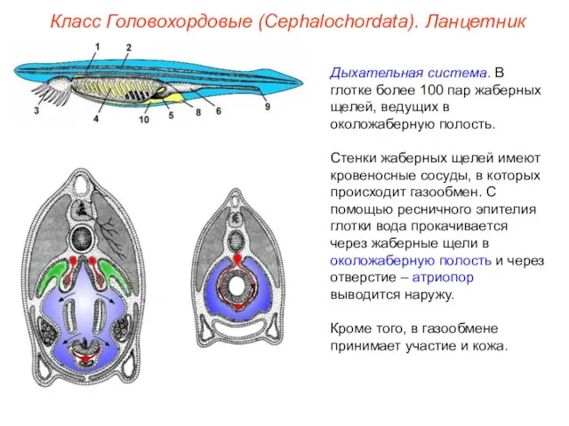 Класс Головохордовые (Cephalochordata). Ланцетник Дыхательная система. В глотке более 100 пар