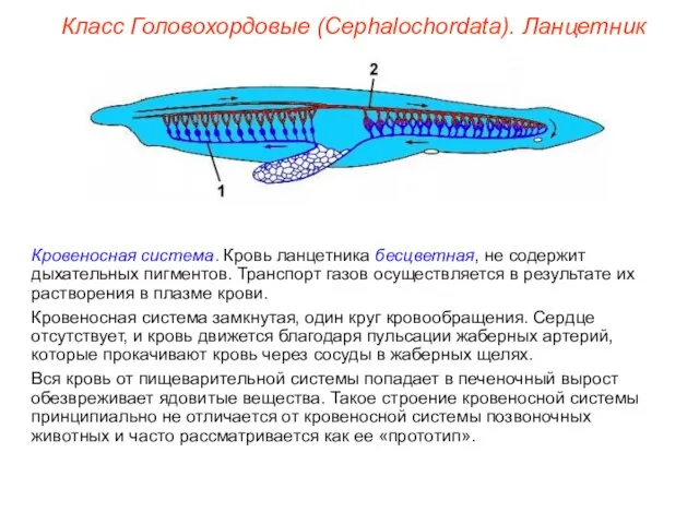 Класс Головохордовые (Cephalochordata). Ланцетник Кровеносная система. Кровь ланцетника бесцветная, не содержит