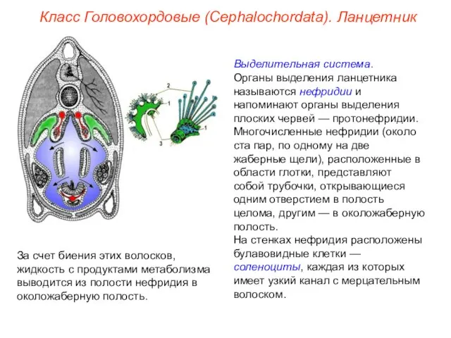 Класс Головохордовые (Cephalochordata). Ланцетник Выделительная система. Органы выделения ланцетника называются нефридии