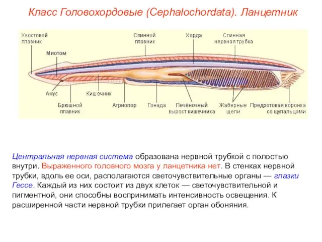 Класс Головохордовые (Cephalochordata). Ланцетник Центральная нервная система образована нервной трубкой с