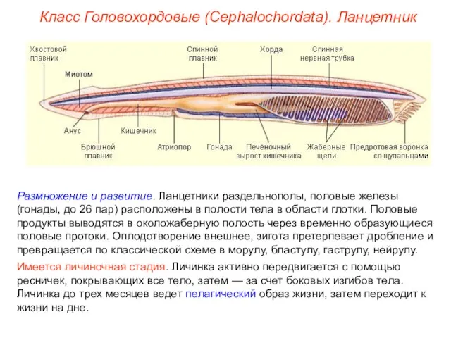 Класс Головохордовые (Cephalochordata). Ланцетник Размножение и развитие. Ланцетники раздельнополы, половые железы