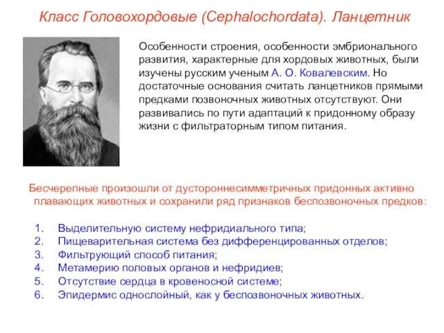 Класс Головохордовые (Cephalochordata). Ланцетник Особенности строения, особенности эмбрионального развития, характерные для