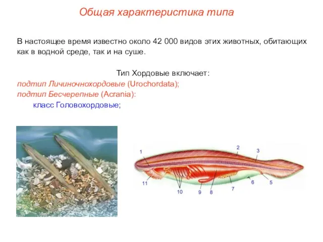 Общая характеристика типа В настоящее время известно около 42 000 видов