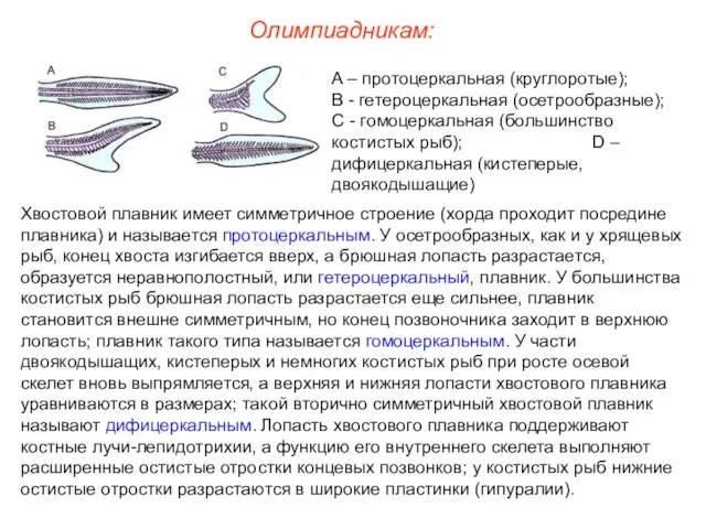 Олимпиадникам: Хвостовой плавник имеет симметричное строение (хорда проходит посредине плавника) и