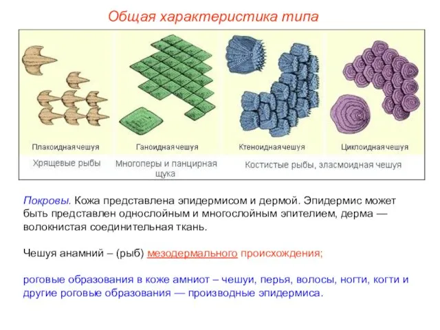 Общая характеристика типа Покровы. Кожа представлена эпидермисом и дермой. Эпидермис может