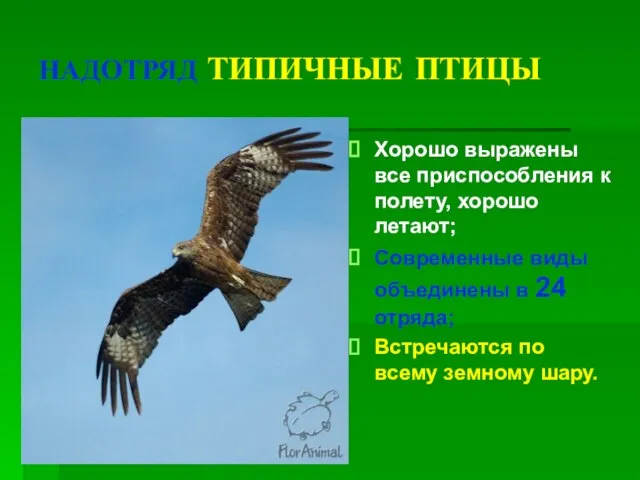 НАДОТРЯД ТИПИЧНЫЕ ПТИЦЫ Хорошо выражены все приспособления к полету, хорошо летают;