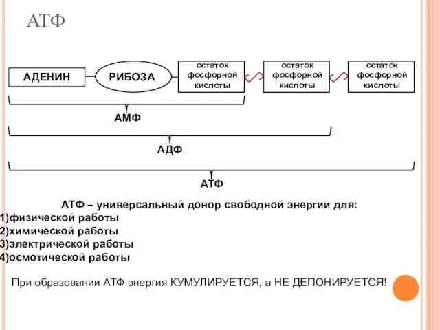 АТФ АТФ – универсальный донор свободной энергии для: физической работы химической