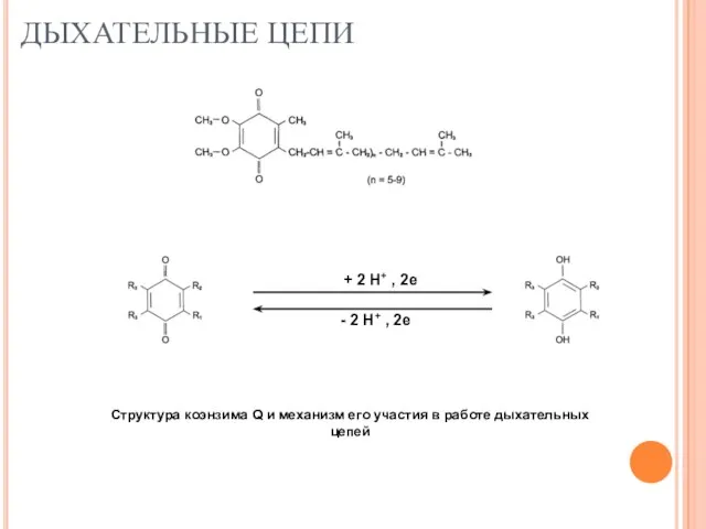 ДЫХАТЕЛЬНЫЕ ЦЕПИ + 2 Н+ , 2e - 2 Н+ ,