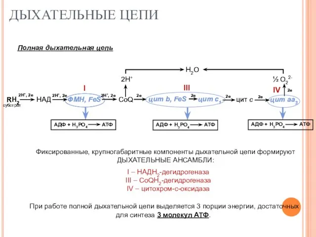 ДЫХАТЕЛЬНЫЕ ЦЕПИ Фиксированные, крупногабаритные компоненты дыхательной цепи формируют ДЫХАТЕЛЬНЫЕ АНСАМБЛИ: I