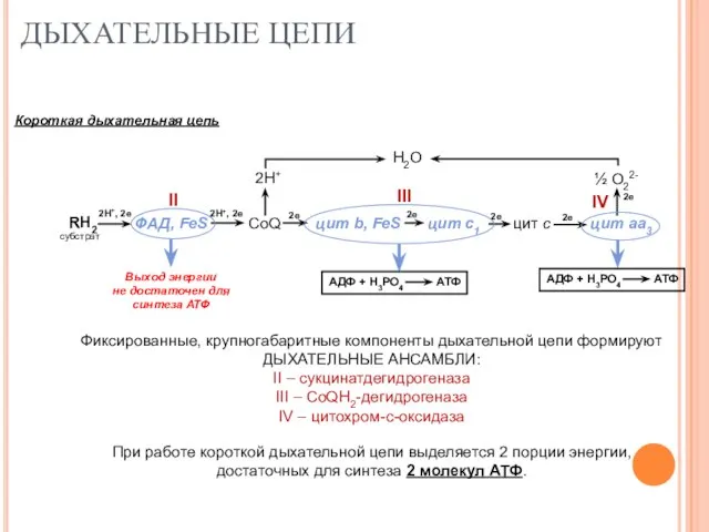 ДЫХАТЕЛЬНЫЕ ЦЕПИ Фиксированные, крупногабаритные компоненты дыхательной цепи формируют ДЫХАТЕЛЬНЫЕ АНСАМБЛИ: II