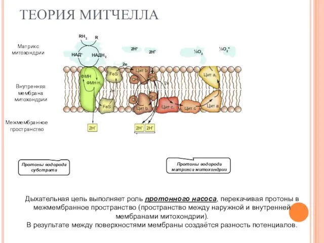 ТЕОРИЯ МИТЧЕЛЛА Матрикс митохондрии Внутренняя мембрана митохондрии Межмембранное пространство Протоны водорода