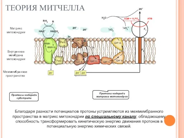 ТЕОРИЯ МИТЧЕЛЛА Матрикс митохондрии Внутренняя мембрана митохондрии Межмембранное пространство Протоны водорода
