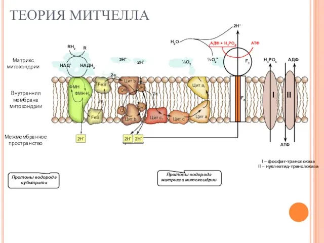 ТЕОРИЯ МИТЧЕЛЛА Н3РО4 АДФ АТФ I II I – фосфат-транслоказа II – нуклеотид-транслоказа