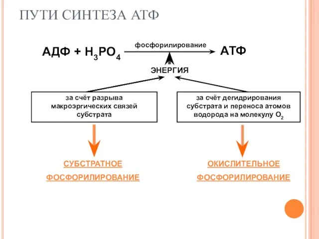 ПУТИ СИНТЕЗА АТФ фосфорилирование