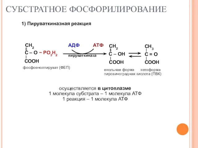 СУБСТРАТНОЕ ФОСФОРИЛИРОВАНИЕ 1) Пируваткиназная реакция осуществляется в цитоплазме 1 молекула субстрата