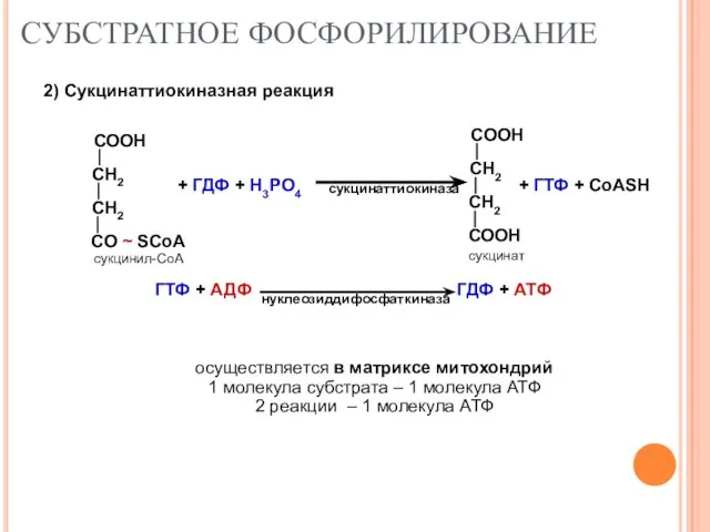 СУБСТРАТНОЕ ФОСФОРИЛИРОВАНИЕ 2) Сукцинаттиокиназная реакция осуществляется в матриксе митохондрий 1 молекула